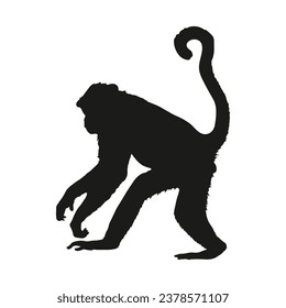 monkey silhouette. black monkey isolated on white background. cutout monkey. hand drawn monkey design. vector illustration. monochrome cartoon shadow vector silhouette.