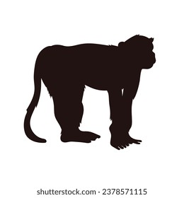 monkey silhouette. black monkey isolated on white background. cutout monkey. hand drawn monkey design. vector illustration. monochrome cartoon shadow vector silhouette.