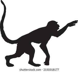 Monkey silhouette black and white