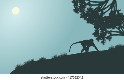 Monkey silhouette in the hills with gray backgrounds