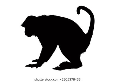 Monkey silhouette isolated on a white background. Vector illustration
