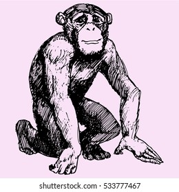 monkey, Sitting chimpanzee looks, doodle style sketch illustration hand drawn vector 