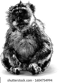 monkey sitting at full height with his paws folded on his hind legs looking slightly sideways downcast eyes, sketch vector illustration in graphic style on a white background