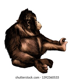 monkey sitting in full height and looking to the side, sketch vector graphic color illustration on white background