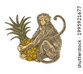 Monkey is sitting and holding a pineapple in his paws. Color. Engraving style. Vector illustration.
