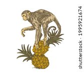 Monkey sitting on two pineapples. Color. Engraving style. Vector illustration.