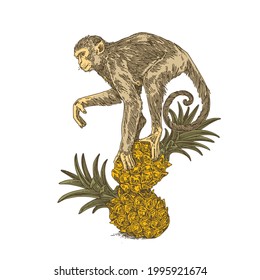 Monkey sitting on two pineapples. Color. Engraving style. Vector illustration.