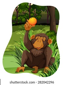 Monkey sitting with an orange in its hand