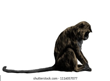 monkey sitting sideways with head down, sketch vector graphic color drawing on white background