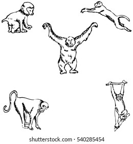Monkey. A sketch by hand. Pencil drawing