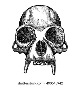 Monkey skull hand drawn, isolated on white. Drawing sketch of the skull of ape.  Witchcraft, Halloween, occultism, mythology and folklore attribute. Vector.