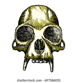 Monkey skull hand drawn, isolated on white. Drawing sketch of the skull of ape.  Witchcraft, Halloween, occultism, mythology and folklore attribute. Vector.