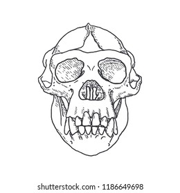 Monkey Skull hand drawn on white background. Vector illustration