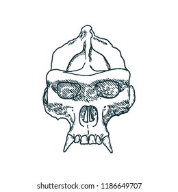 Monkey Skull hand drawn on white background. Vector illustration