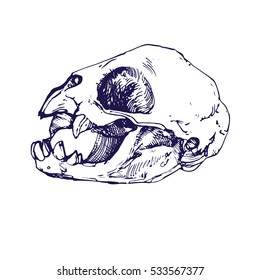 Monkey skull line art hand drawn vector stock illustration