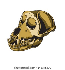 570 Gorilla Skeleton Images, Stock Photos & Vectors | Shutterstock