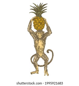 Monkey standing and holding a pineapple in his paws. Color. Engraving style. Vector illustration.