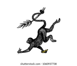 Monkey Swinging with Banana and Tatto Tool on the hand Hans Drawing Symbol Vector