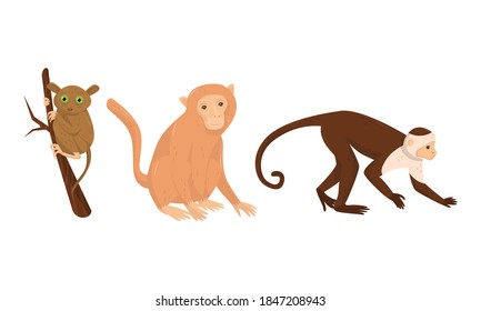 Monkey with Tarsier Sitting on Tree Branch Vector Set