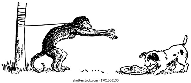 The monkey tied to wooden rod with rope and want to eat food which kept on ground, dog near him eating food, vintage line drawing or engraving illustration