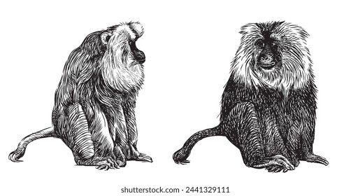 Monkey two black cute shaggy  realistic sitting looking, vector hand drawn illustration isolated on white