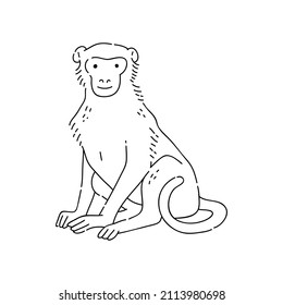 Monkey vector doodle animal of Eastern astrological calendar black outline on white background.