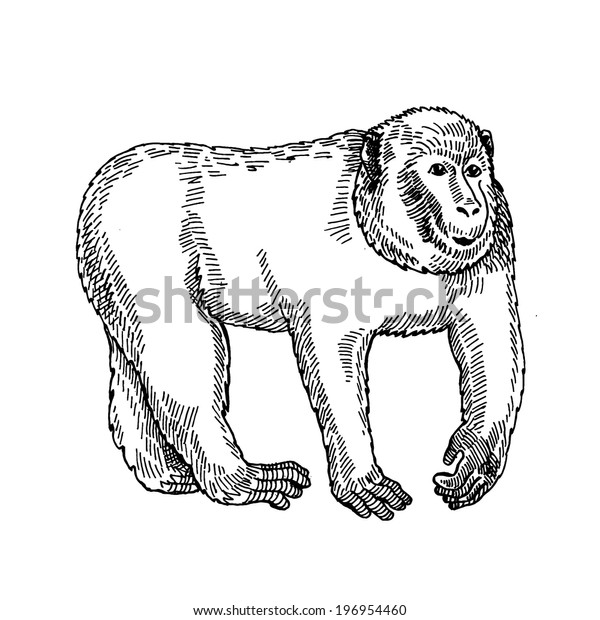 Monkey Vector Hand Drawing Stock Vector (Royalty Free) 196954460 ...