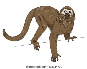 Monkey. Vector illustration