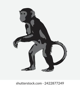 monkey vector with white background