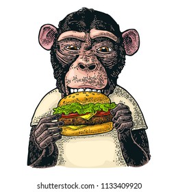 Monkey Wearing A T-shirt Eating A Hamburger Burger. Vintage Color Engraving Illustration For Poster. Isolated On White Background