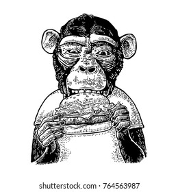 Monkey wearing a t-shirt eating a hamburger burger. Vintage black engraving illustration for poster. Isolated on white background