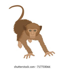 Monkey, wild animal of the jungle. Monkey, mammal primate single icon in cartoon style vector symbol stock illustration web.