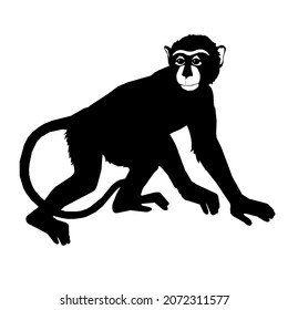 monkey wild animals zoo nature