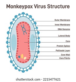 Monkeypox Cell Structure. New Pandemic Disease Caused By Orthopoxvirus Infection. Microbiology Research, Pathogen Laboratory Test. Flat Vector Illustration