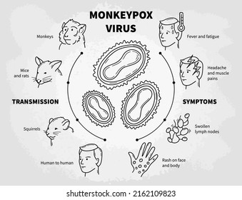 Monkeypox infectious disease vector infographic, medical scheme with poxviruses, symptoms and transmission. Fever and rash from monkeys, rats and squirrels. linear icons in doodle sketch style