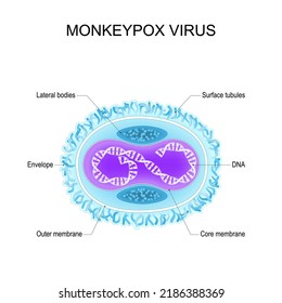 Monkeypox Virus. Anatomy Of Orthopoxvirus Virus. Structure Of Virion. Vector Poster