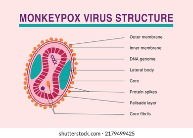 Monkeypox Virus Cell Structure Infographic. Disease Caused By Virus Infection, New Pandemic Outbreak. Medical Article Vector Illustration Or News Banner.