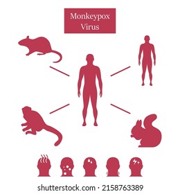 Monkeypox virus. Infographic - how it is transmitted, symptoms. Vector illustration