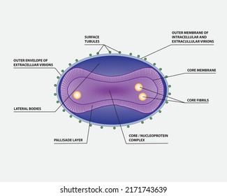 Estructura de virus de la monografía, ilustración, vector
