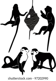 monkeys animals it is isolated on a white background
