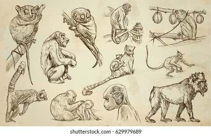 MONKEYS around the World. Collection of an hand drawn vector illustrations. Freehand sketches. Line art. Each drawing comprise of a few layers of lines. Colored background is isolated. Easy editable.