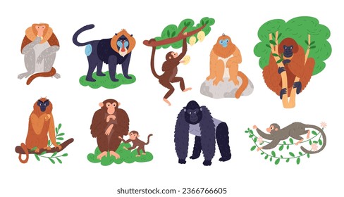 Monkeys breeds. Cartoon animals. Humanoid jungle inhabitants. Different tropical primates. Gorilla and gibbon on tree branches. Wild mammals. Chimpanzee or baboon. Garish