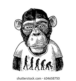 Monkeys dressed in human T-shirt with the theory of evolution on the contrary. From man to monkey. Vintage black engraving illustration for poster. Isolated on white background.