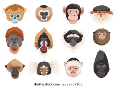 Monkeys heads. Different breeds primates portraits, funny exotic animals, chimpanzee, orangutan, gorilla and mandrill. Jungle inhabitants cartoon flat style isolated tidy vector set