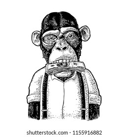 Monkeys with money on mouth. Vintage black engraving illustration for poster, web, t-shirt, tattoo. Isolated on white background