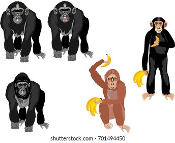 Monkeys set isolated vector image