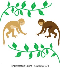 Monkeys vector animals isolated illustration on white background . Concept for print, web design, logo, cards, icon