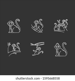 Monkeys in wild chalk icons set. Tropical country animals on trees. Exploring exotic Indonesian wildlife. Primate sitting. Visiting Balinese forest fauna. Isolated vector chalkboard illustrations