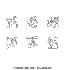 Monkeys in wild linear icons set. Tropical country animal, mammal on trees. Primate sitting. Thin line contour symbols. Isolated vector outline illustrations. Editable stroke. Perfect pixel