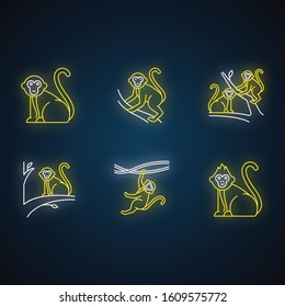 Monkeys in wild neon light icons set. Tropical country animals on trees. Exploring exotic Indonesian wildlife. Primate sitting. Balinese forest fauna. Glowing signs. Vector isolated illustrations